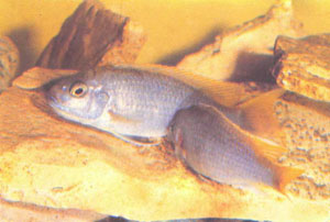 То же поведение рыб, но в ином изображении; Р. «асii» при нересте часто размещаются Т-образно