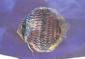 Голотип Symphysodon discus willischwartzi (фото д-ра Г. Р. Аксельрода)