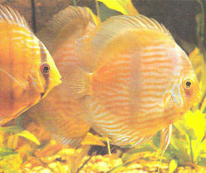 Посмотрите, как различаются S. discus discus (крупная рыба) и S. aequifasciata axelrodi (небольшая рыба) (фото Б. Дегена)