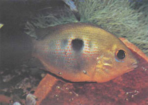 Оранжевая хромида (Etroplus maculatus), идеальная для солоноватоводного общего аквариума (фото Г.-Й. Рихтера). 