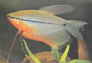Жемчужный гурами (Trichogaster leeri) — красивая и миролюбивая рыба (фото Г.-Й. Рихтера)