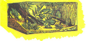 Аквариум для лабиринтовых, описанный автором (рисунок по Калю)