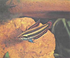 Лакричниковые гурами, такие, как эта Parosphromenus deissnen, — очень красивые, но маленькие и робкие рыбки, поэтому для них нужно тщательно выбирать соседей по аквариуму (фото Г.-Й. Рихтера)
