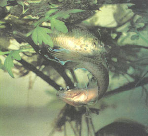 Пара Pseudosphromenus dayi под своим пенным гнездом (фото автора)