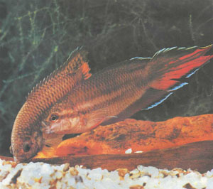 Как у многих других лабиринтовых, нерест может оказаться опасной игрой для самки купануса (фото Г.-И. Рихтера)