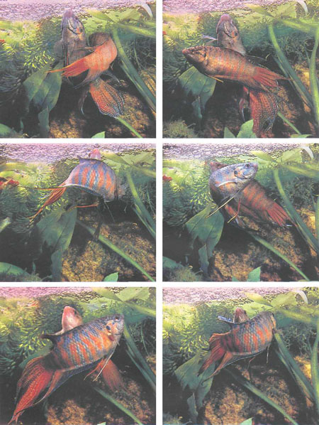 Вверху — самка приближается к самцу (слева) и проплывает перед ним, но он все еще занят гнездом. В центре — самец начинает крутиться вокруг самки. Внизу — часто нерестовые объятия распадаются из-за того, что рыбы находятся в неправильном положении (фото Б. Каля)