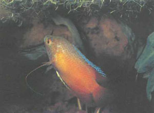 Глотнув воздуха на поверхности воды, самец подплывает под гнездо и выпускает пузырьки воздуха, чтобы упрочить его;