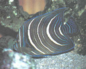 Молодой полукруглый ангел (Р. semicirculatus), у которого начинают пропадать яркие голубые и белые кольца и появляется темная окраска взрослой рыбы (фото автора)
