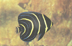 Молодой ангел Кортеса, как и все остальные помакантусы, разительно отличается по окраске от взрослых рыб (фото А. Нормана)
