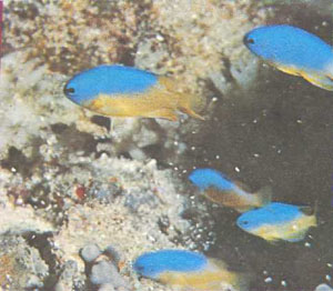Голубые помацентриды (Pomacentrus coelestis) составляют хорошую компанию рыбам-клоунам и актиниям (фото д-ра Г. Р. Аллена)