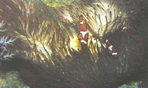 A. ocellaris среди щупалец актинии, возможно, Heteractis magnifica (фото д-ра Л. П. Занна)