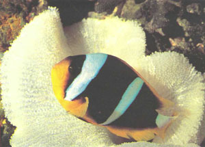 Разновидность амфиприона Кларка (Amphiprion clarkii) из Шри-Ланки (фото автора)