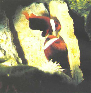 Парочка нерестящихся Amphiprion melanopus (внизу — более крупная самка) (фото автора)