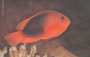 У A. ephippium обычно отсутствует белая полоса, типичная для многих видов рыб-клоунов (фото К. Пейзана)