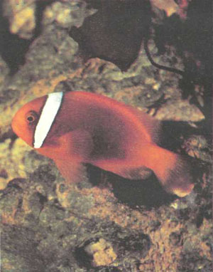 Amphiprion frenatus, которого продают, как правило, под названием «томатный клоун»