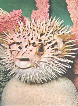 Diodon hystrix — длинношипая рыба-еж, способная раздуваться в шар, по зубам далеко не каждому хищнику