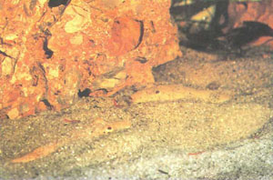 Tetraodon miurus часто зарываются в песок, поджидая добычу (фото X. Штольца)