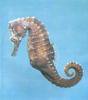 Самец Hippocampus erectus (обратите внимание на выводковую сумку). Эти рыбы встречаются в аквариумах чаще остальных (фото из морской киностудии Мэринеленд, Флорида)