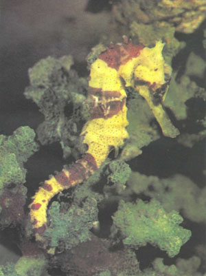 Необычный двухцветный представитель вида Hippocampus kuda (фото А. Нормана)