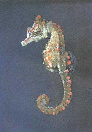 Hippocampus breviceps — бугорчатый морской конек, действительно отвечающий своему названию