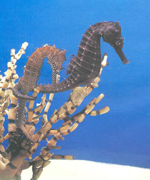 Пара морских коньков; более темная особь — самец (фото А. Рота)