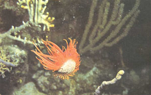 При появлении опасности лимы, в отличие от других двустворчатых, уплывают, хлопая створками раковины (фото К. Арнесона)