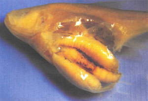 Вскрытый A. f. mexicanus с четырьмя личинками в желудке (четвертая — сзади)
