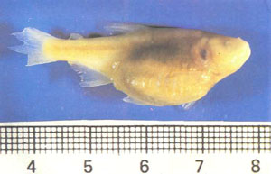 Astyanax fasciatus mexicanus: заспиртованный экземпляр с сильно вздутым брюшком, через растянутую стенку которого видны две личинки