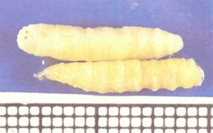 Личинки мухи, вверху — вид со спинки, внизу — вид сбоку; приблизительная длина 15 мм