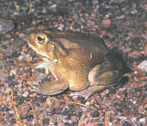 Взрослая колорадская речная жаба (Bufo alvarius). Обратите внимание на большие бородавки на задних ее лапках. Этот необычный вид прекрасно адаптировался к суровым условиям пустыни Сонора (фото Дж. В. Черча)