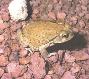 Ржавые бородавки на спине этой молодой колорадской речной жабы с возрастом станут менее заметными (фото Дж. В. Черча)