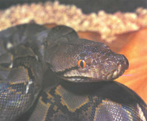 Сетчатый питон (Python reticulatus), самая длинная из существующих змей (более 10 м). Этот вид часто держат в неволе, но он отличается отвратительным характером