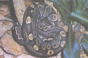 Шаровидный питон (Python regius) с необычно темным узором. Эта небольшая змея «славится» тем, что плохо питается в неволе (фото Р. Т. Заппалорти)