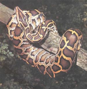 Бирманский тигровый питон (Python molurus bivittatus). Он становится очень длинным и тяжелым, но обладает довольно мирным нравом для такой крупной змеи (фото Б. Каля)