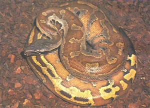 Прелестный короткохвостый питон (Python curtus) (фото П. Дж. Стаффорда)
