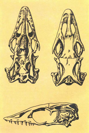 Череп V. prasinus выглядит довольно зловеще (рисунки автора)