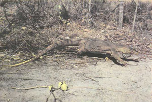 Варан Гоулда V. gouldii на охоте. Снимок был сделан на о-ве Лизард в Австралии (фото Г. Дингеркуса)