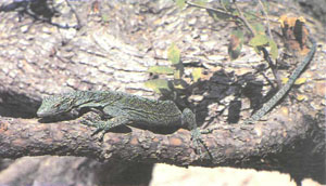 Североавстралийский древесный варан Varanus prasinus, красивый, но дорогой вид (фото Дж. Коборна)