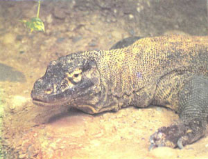 Самый крупный из живущих на земле ящеров — комодоский дракон Varanus komodoensis