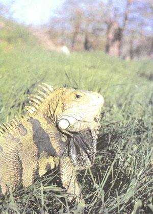 Взрослая зеленая игуана (Iguana iguana)