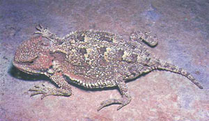 Короткорогая ящерица (Phrynosoma douglassi)