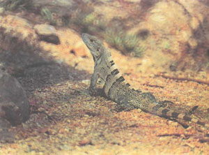 Один из видов Ctenosaura
