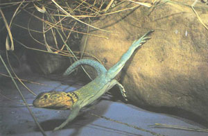 Ошейниковая пустынная игуана (Crotaphytus collaris) на бегу