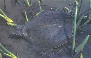 Trionyx spiniferus, одна из наиболее распространенных североамериканских кожистых черепах