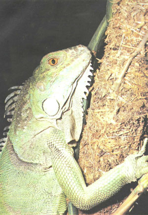Зеленая игуана (Iguana iguana) (фото М. Гилроя)