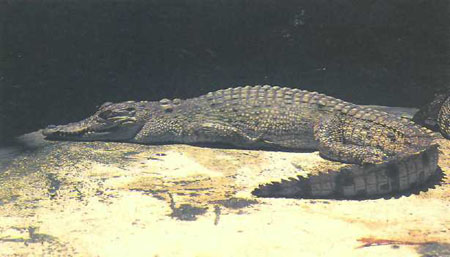 Морской гребнистый крокодил (фото М. Дж. Кокса)