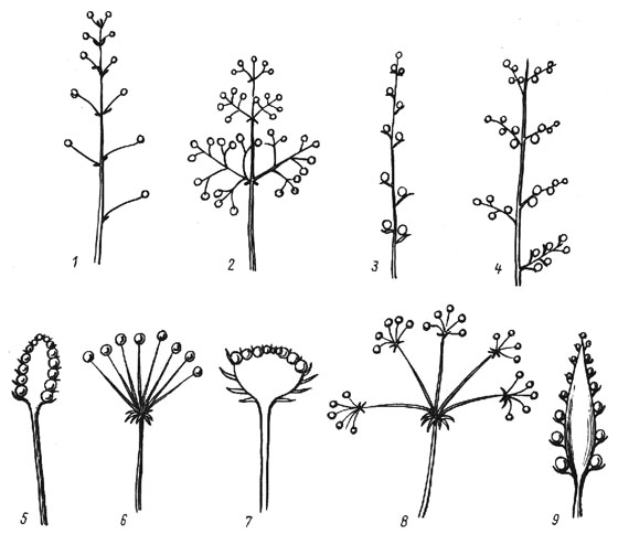 Распространенные типы соцветий