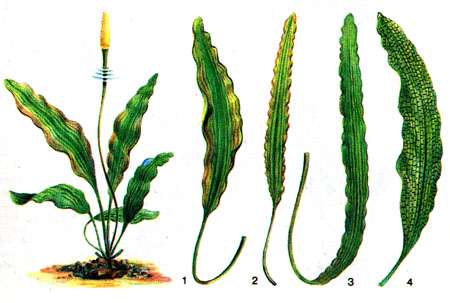 Апоногетоны: 1 - удлиненный; 2 - широколистный; 3 - длиннолистный; 4 - щетинистый