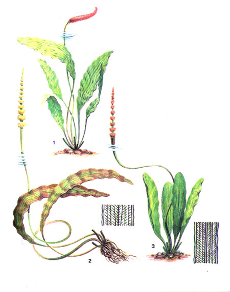 Апоногетоны: 1 - волнистый; 2 - панцирный; 3 - Вомерслея