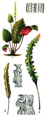 Апоногетоны: 1 - тонкоколосый; 2 - длинномелкоперистый; 3 - Капурона